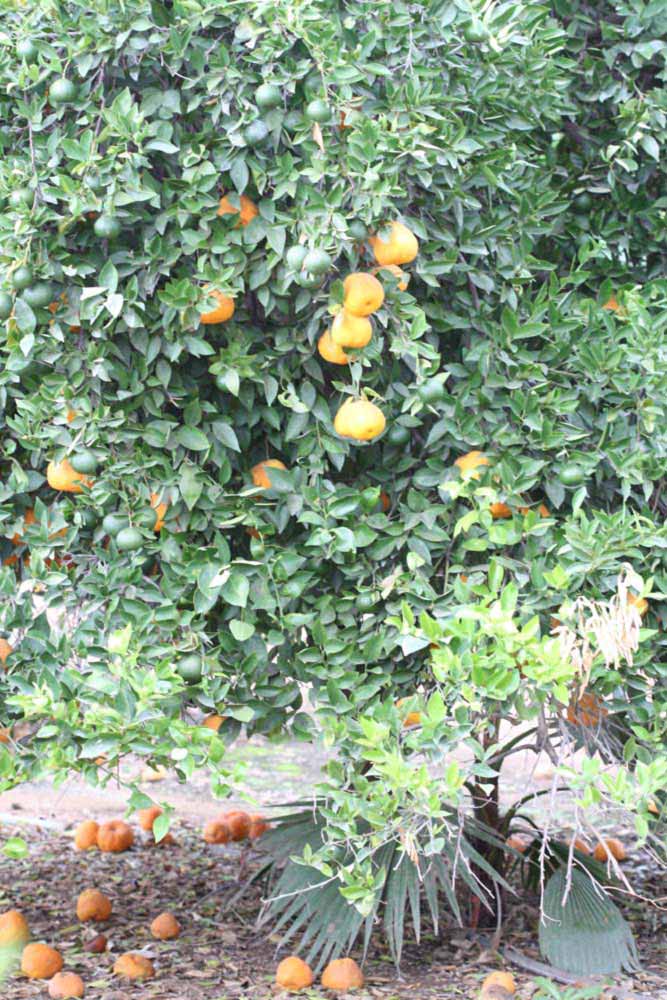            Habit (Riverside, CA)   